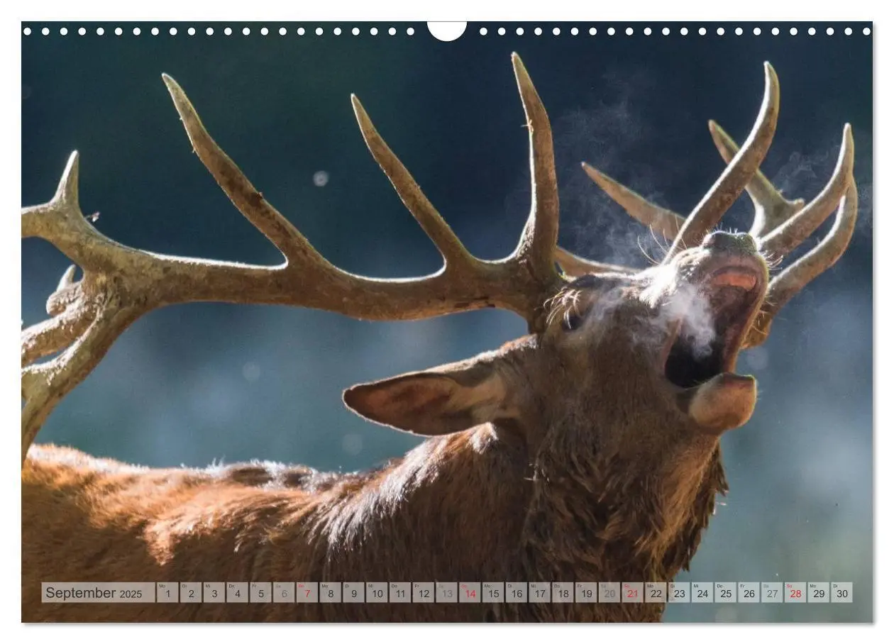 Bild: 9783435597826 | Emotionale Momente: Wild und Jagd. (Wandkalender 2025 DIN A3 quer),...