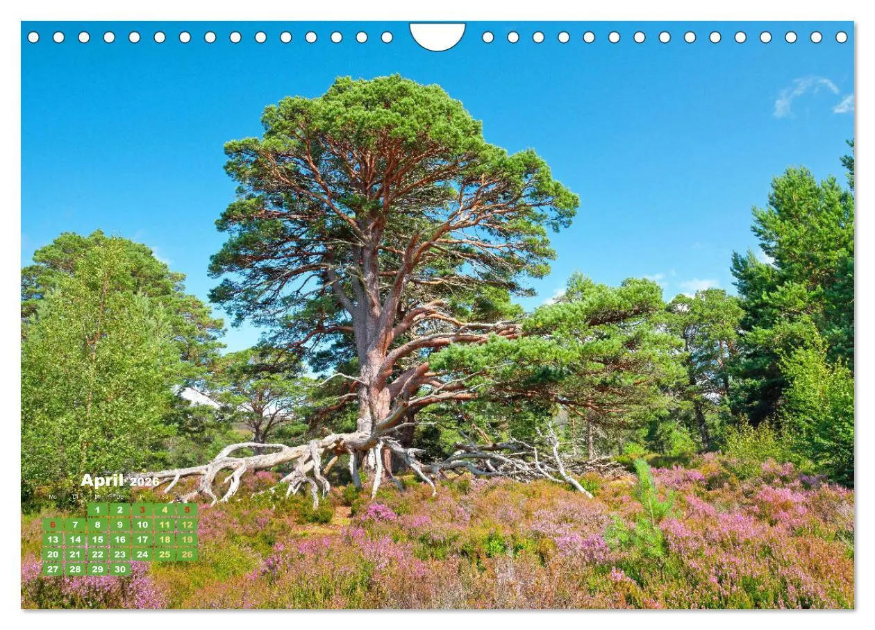 Bild: 9783457328026 | Naturschauspiele in Schottland (Wandkalender 2026 DIN A4 quer),...