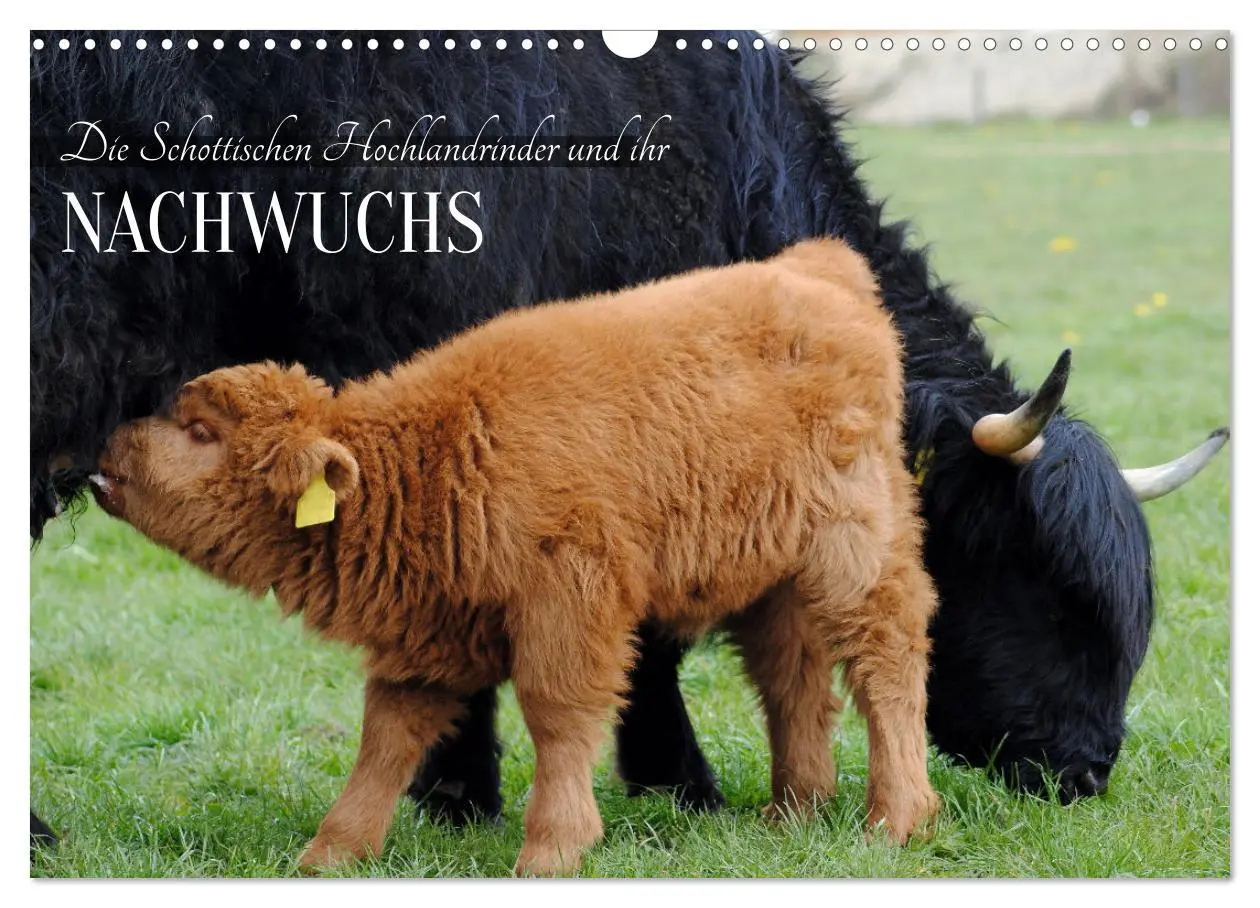 Cover: 9783457498026 | Die Schottischen Hochlandrinder und ihr Nachwuchs (Wandkalender...