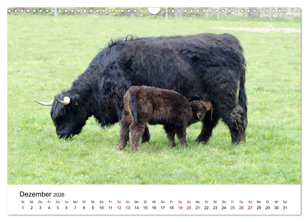 Bild: 9783457498026 | Die Schottischen Hochlandrinder und ihr Nachwuchs (Wandkalender...
