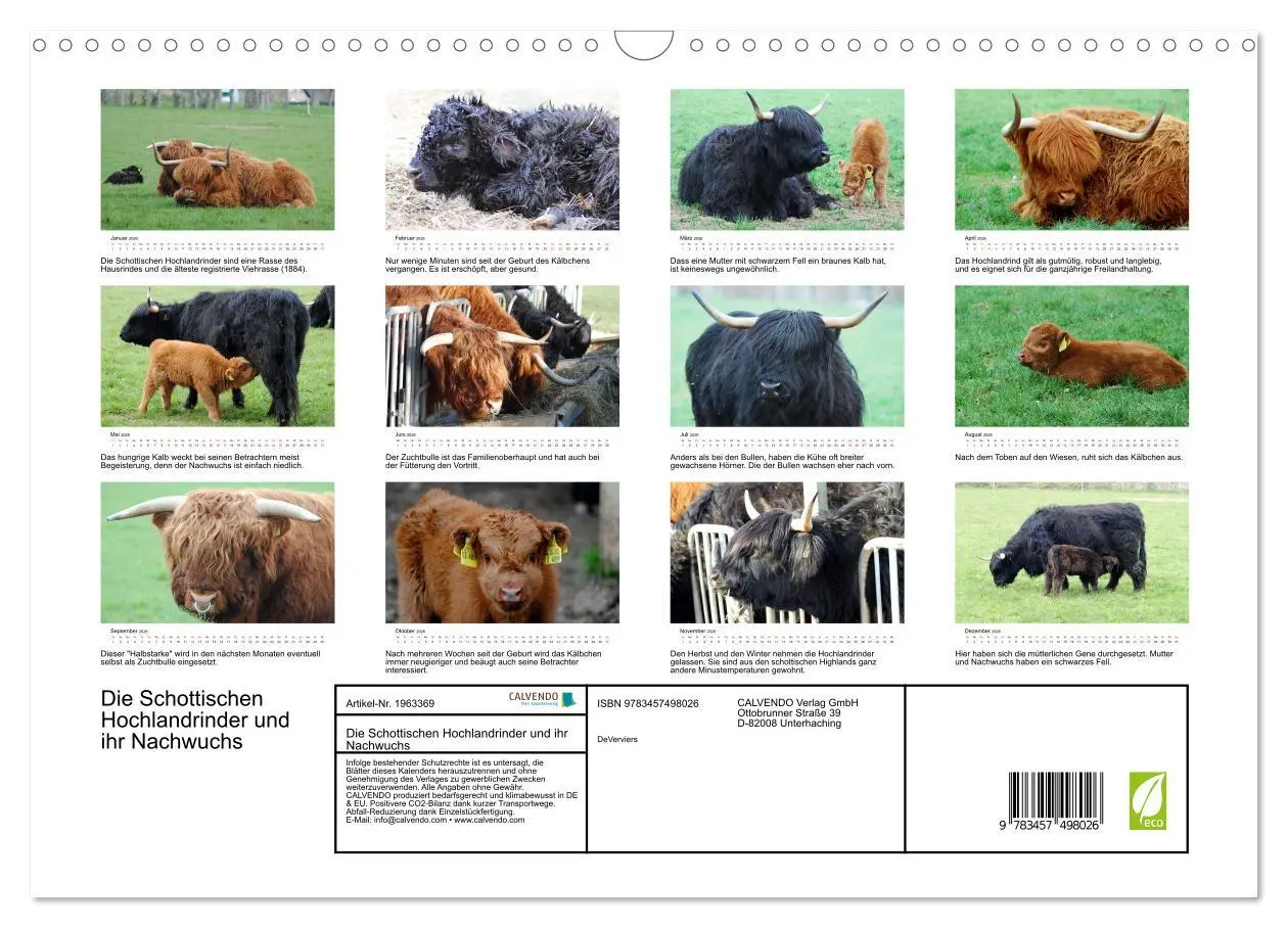 Bild: 9783457498026 | Die Schottischen Hochlandrinder und ihr Nachwuchs (Wandkalender...