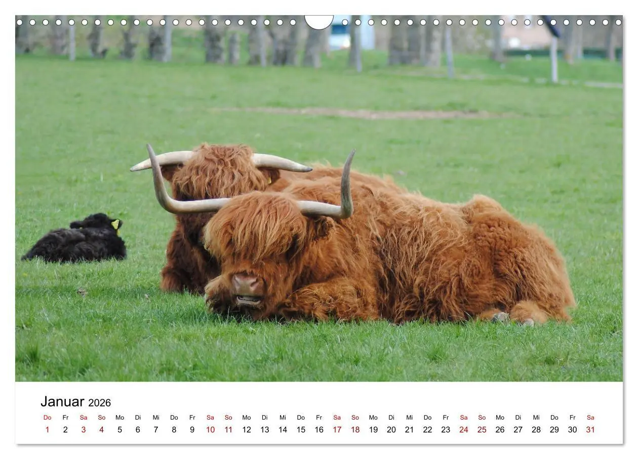 Bild: 9783457498026 | Die Schottischen Hochlandrinder und ihr Nachwuchs (Wandkalender...
