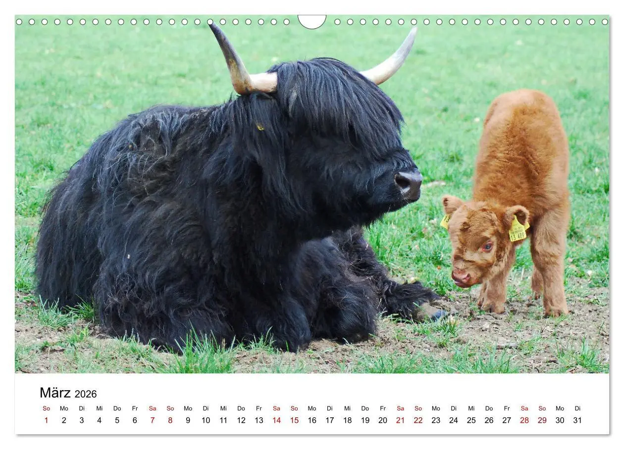 Bild: 9783457498026 | Die Schottischen Hochlandrinder und ihr Nachwuchs (Wandkalender...