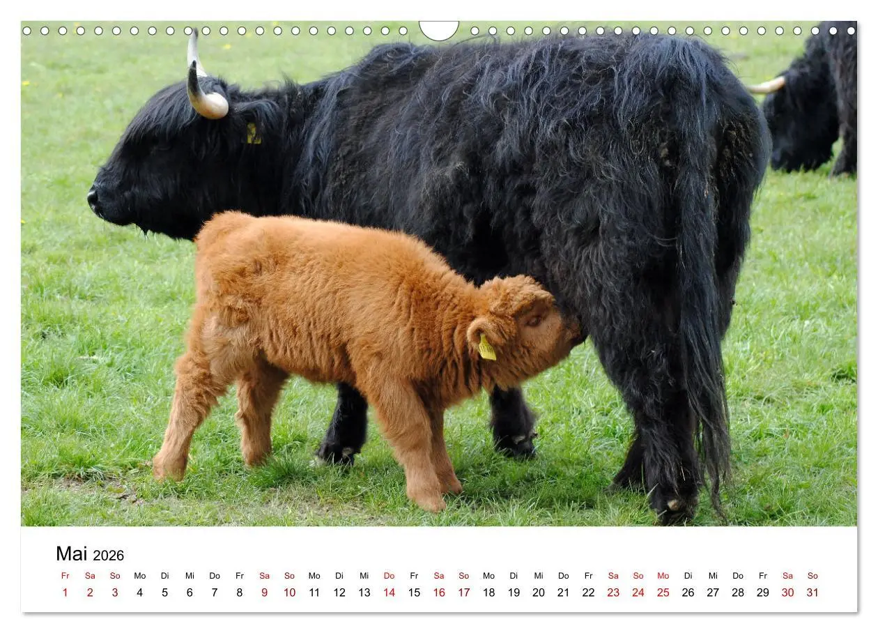Bild: 9783457498026 | Die Schottischen Hochlandrinder und ihr Nachwuchs (Wandkalender...