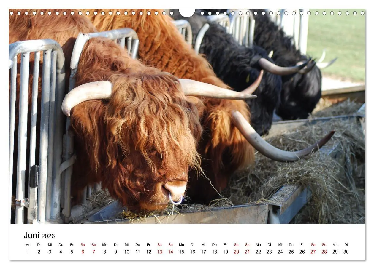 Bild: 9783457498026 | Die Schottischen Hochlandrinder und ihr Nachwuchs (Wandkalender...