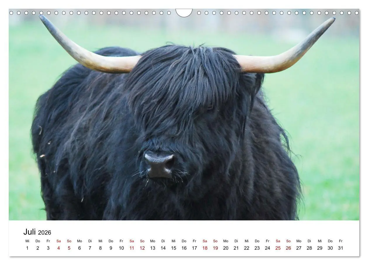 Bild: 9783457498026 | Die Schottischen Hochlandrinder und ihr Nachwuchs (Wandkalender...