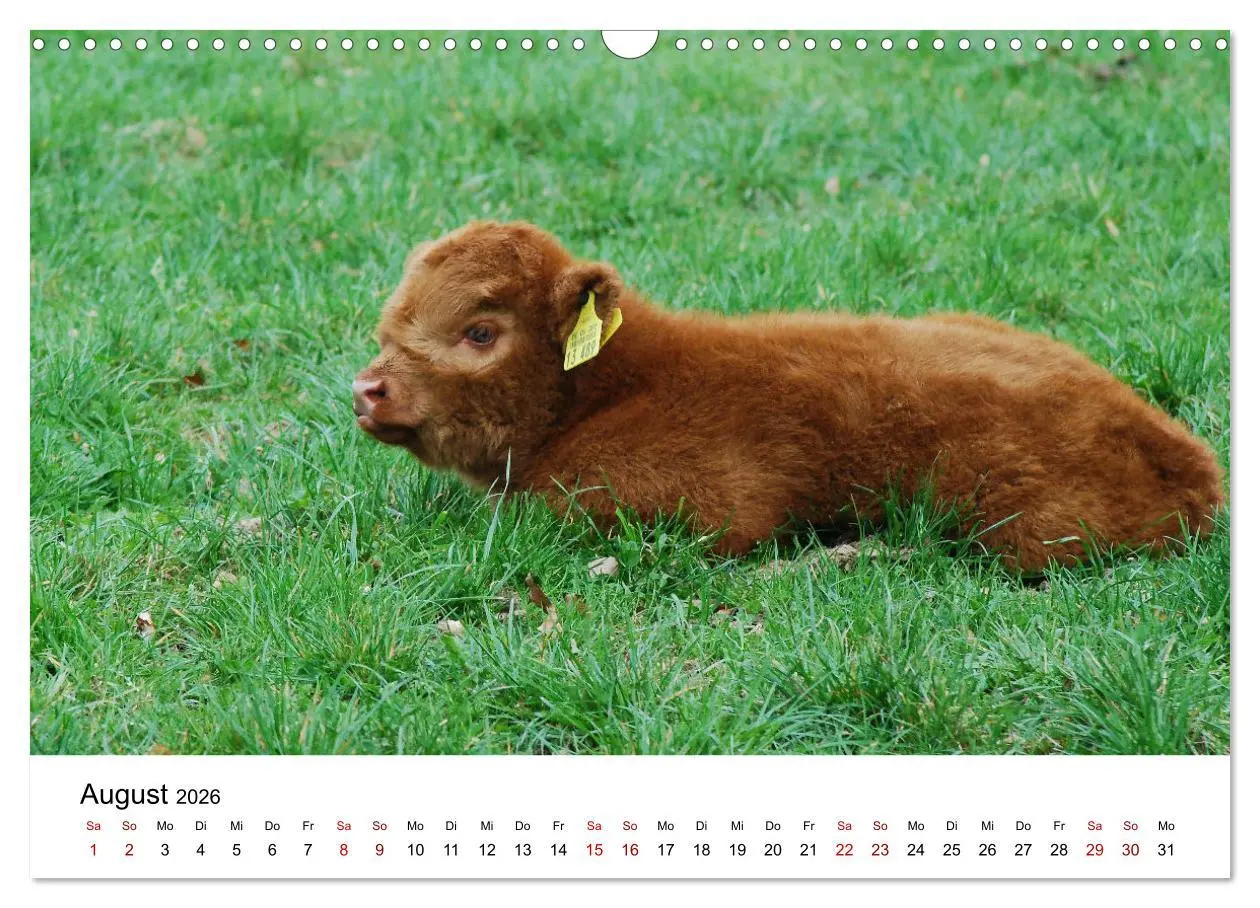 Bild: 9783457498026 | Die Schottischen Hochlandrinder und ihr Nachwuchs (Wandkalender...