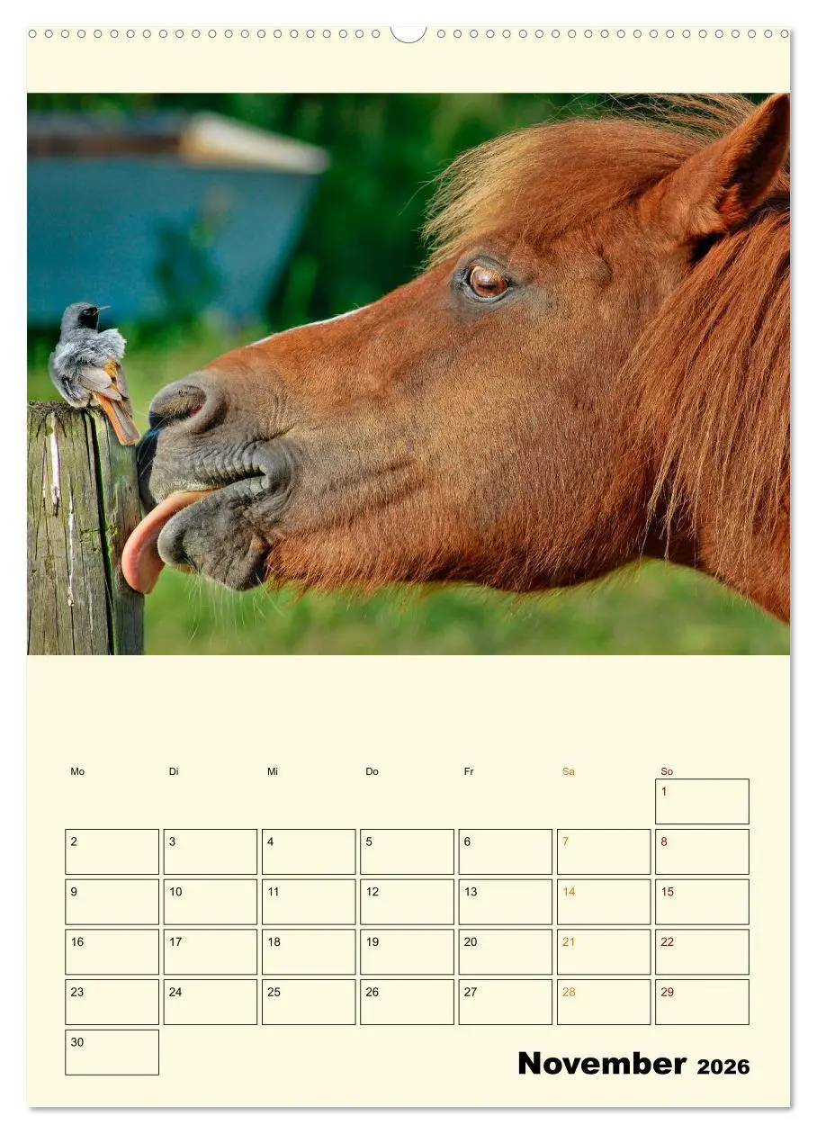 Bild: 9783516348026 | Lustig verrückt - der Tierkalender (hochwertiger Premium...