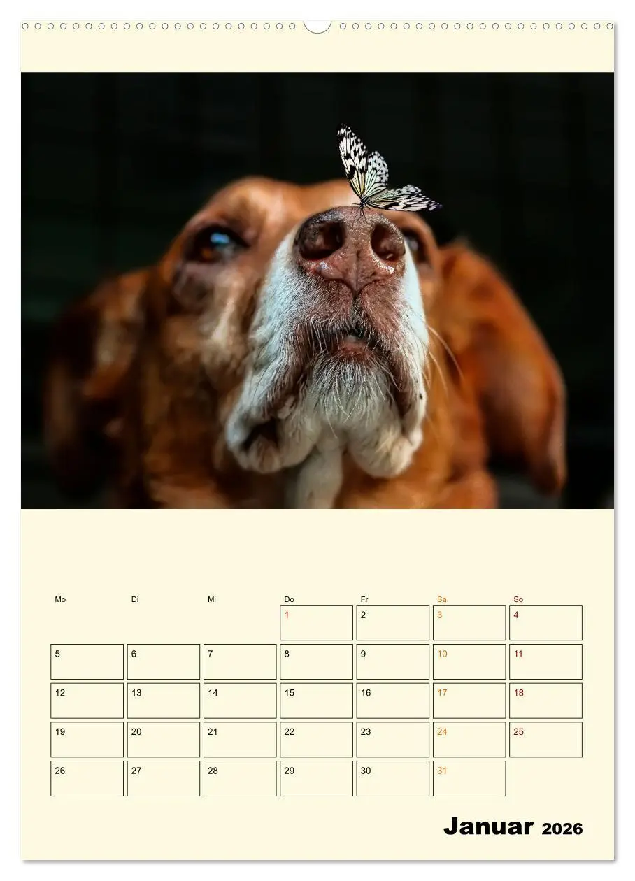 Bild: 9783516348026 | Lustig verrückt - der Tierkalender (hochwertiger Premium...