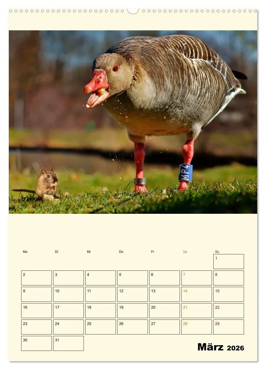 Bild: 9783516348026 | Lustig verrückt - der Tierkalender (hochwertiger Premium...