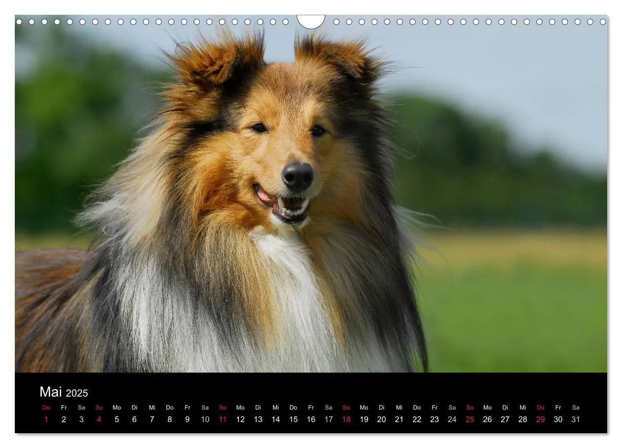 Bild: 9783435768226 | Sheltie 2025 (Wandkalender 2025 DIN A3 quer), CALVENDO Monatskalender