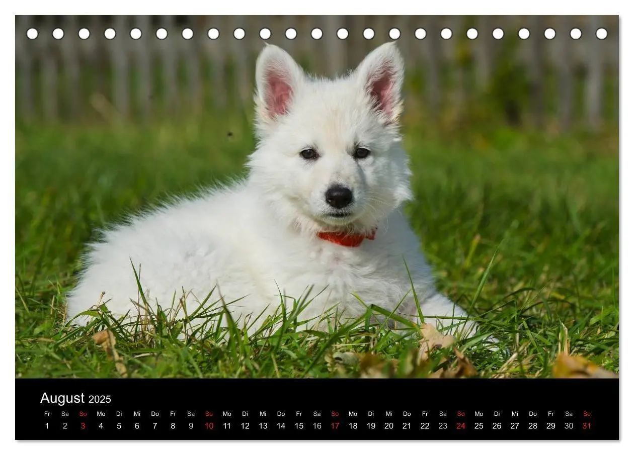 Bild: 9783435758326 | Weißer Schweizer Schäferhund - Ein Tag im Leben einer Hundefamilie...