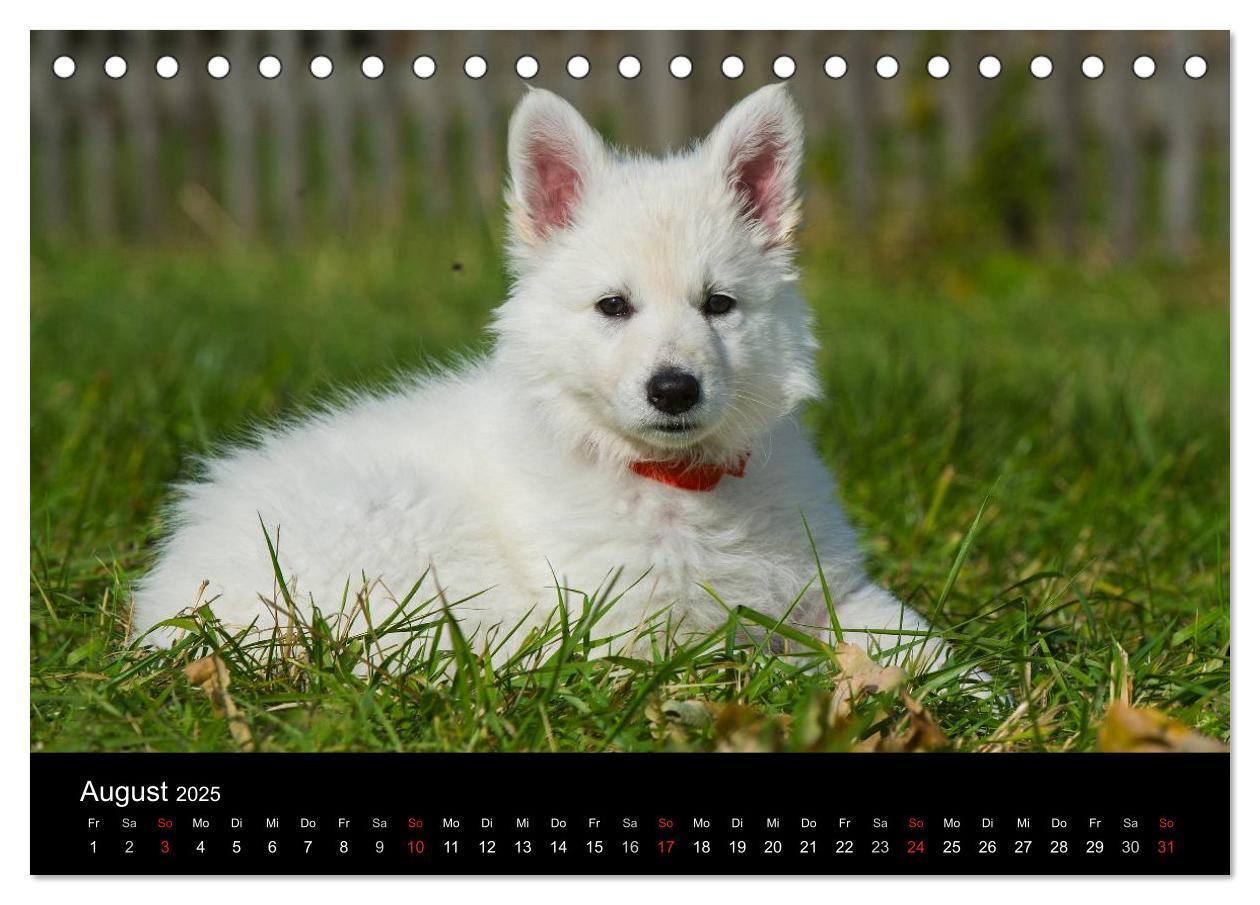 Bild: 9783435758326 | Weißer Schweizer Schäferhund - Ein Tag im Leben einer Hundefamilie...