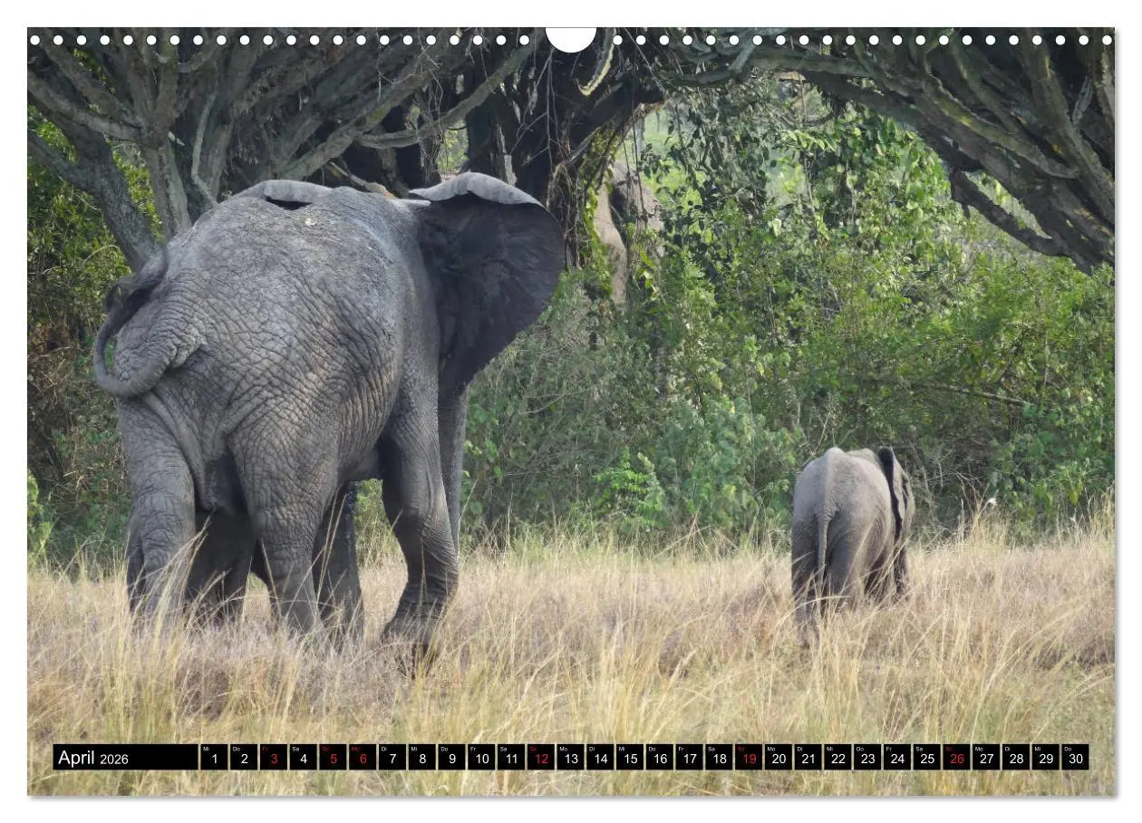 Bild: 9783457918326 | Afrikas Perle Uganda (Wandkalender 2026 DIN A3 quer), CALVENDO...