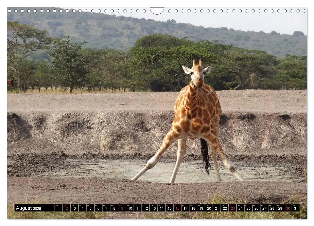 Bild: 9783457918326 | Afrikas Perle Uganda (Wandkalender 2026 DIN A3 quer), CALVENDO...