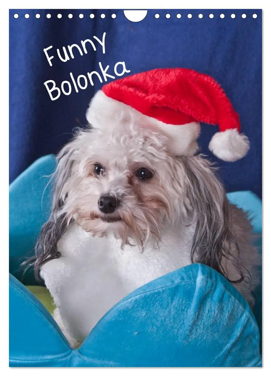 Cover: 9783516488326 | Funny Bolonka (Wandkalender 2026 DIN A4 hoch), CALVENDO Monatskalender