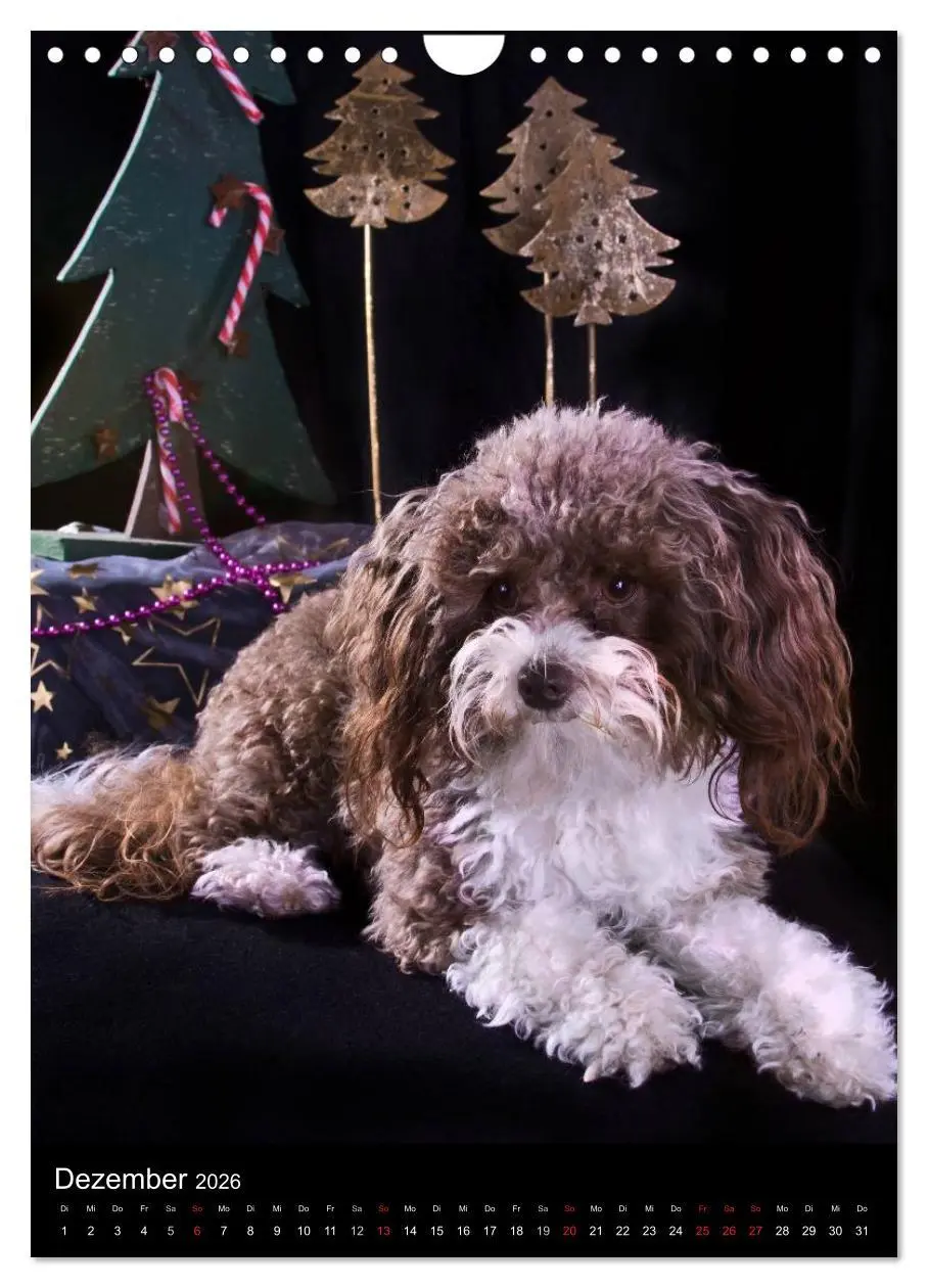 Bild: 9783516488326 | Funny Bolonka (Wandkalender 2026 DIN A4 hoch), CALVENDO Monatskalender
