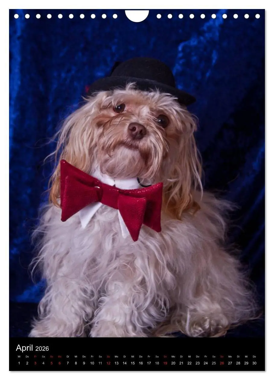 Bild: 9783516488326 | Funny Bolonka (Wandkalender 2026 DIN A4 hoch), CALVENDO Monatskalender