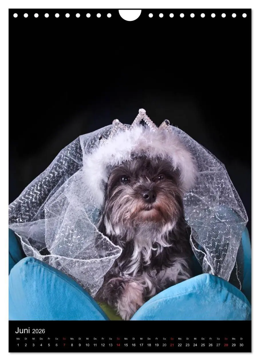 Bild: 9783516488326 | Funny Bolonka (Wandkalender 2026 DIN A4 hoch), CALVENDO Monatskalender