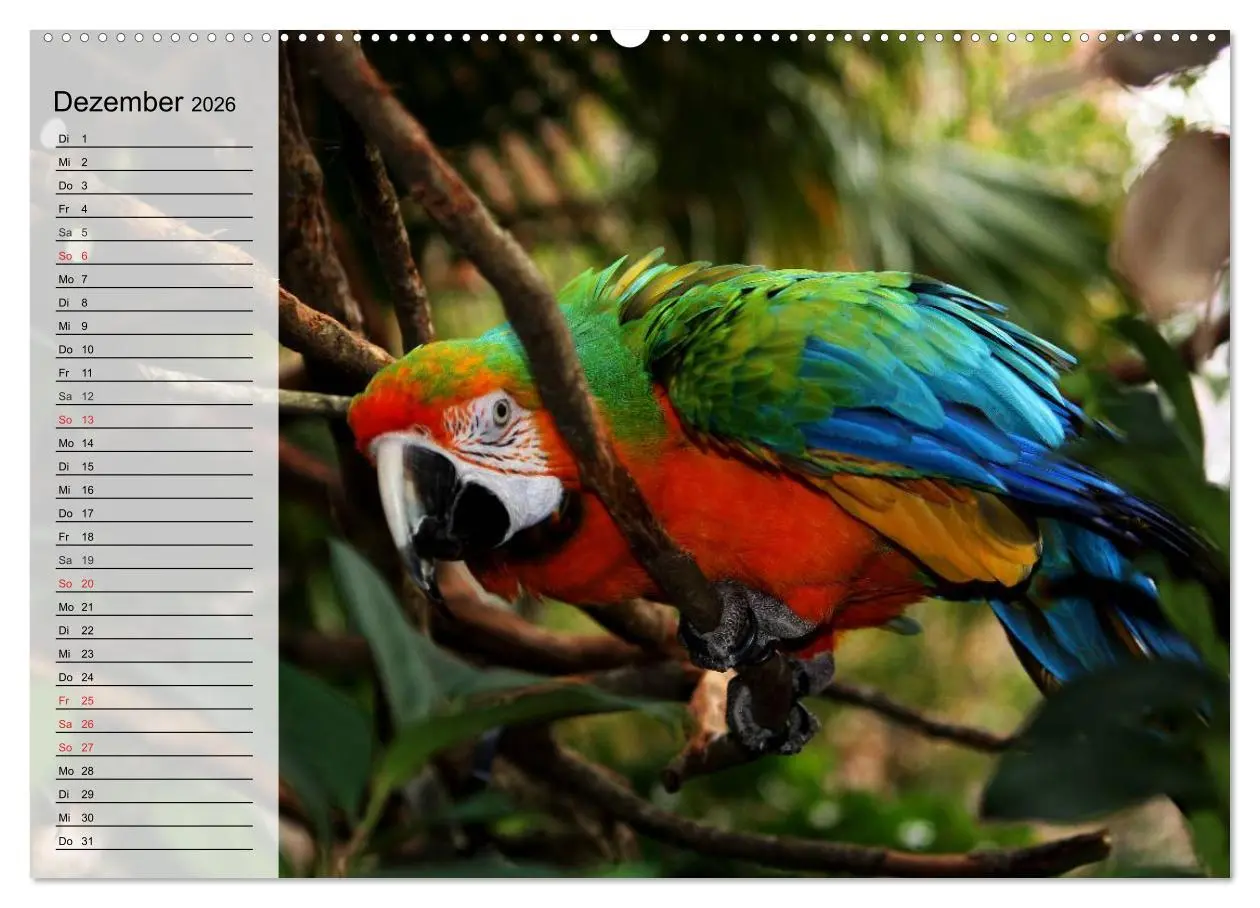 Bild: 9783457998526 | Papageien. Bunt, laut und klug (hochwertiger Premium Wandkalender...