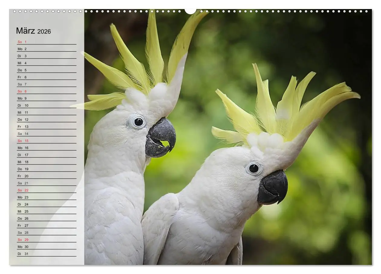 Bild: 9783457998526 | Papageien. Bunt, laut und klug (hochwertiger Premium Wandkalender...