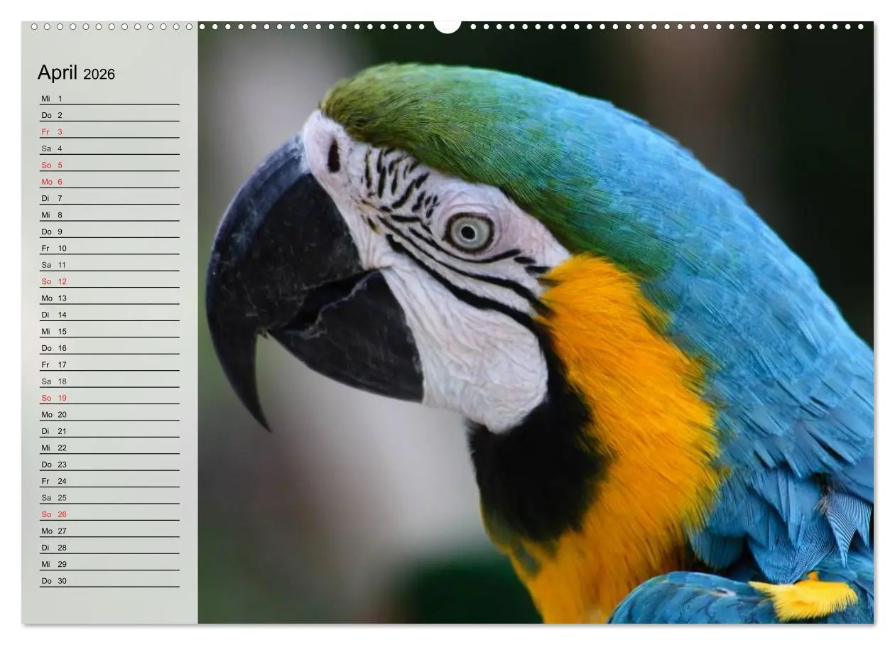 Bild: 9783457998526 | Papageien. Bunt, laut und klug (hochwertiger Premium Wandkalender...