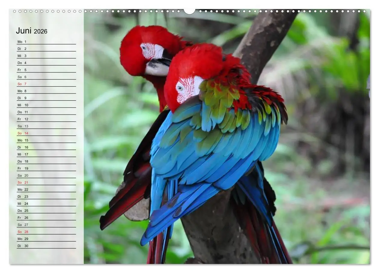 Bild: 9783457998526 | Papageien. Bunt, laut und klug (hochwertiger Premium Wandkalender...