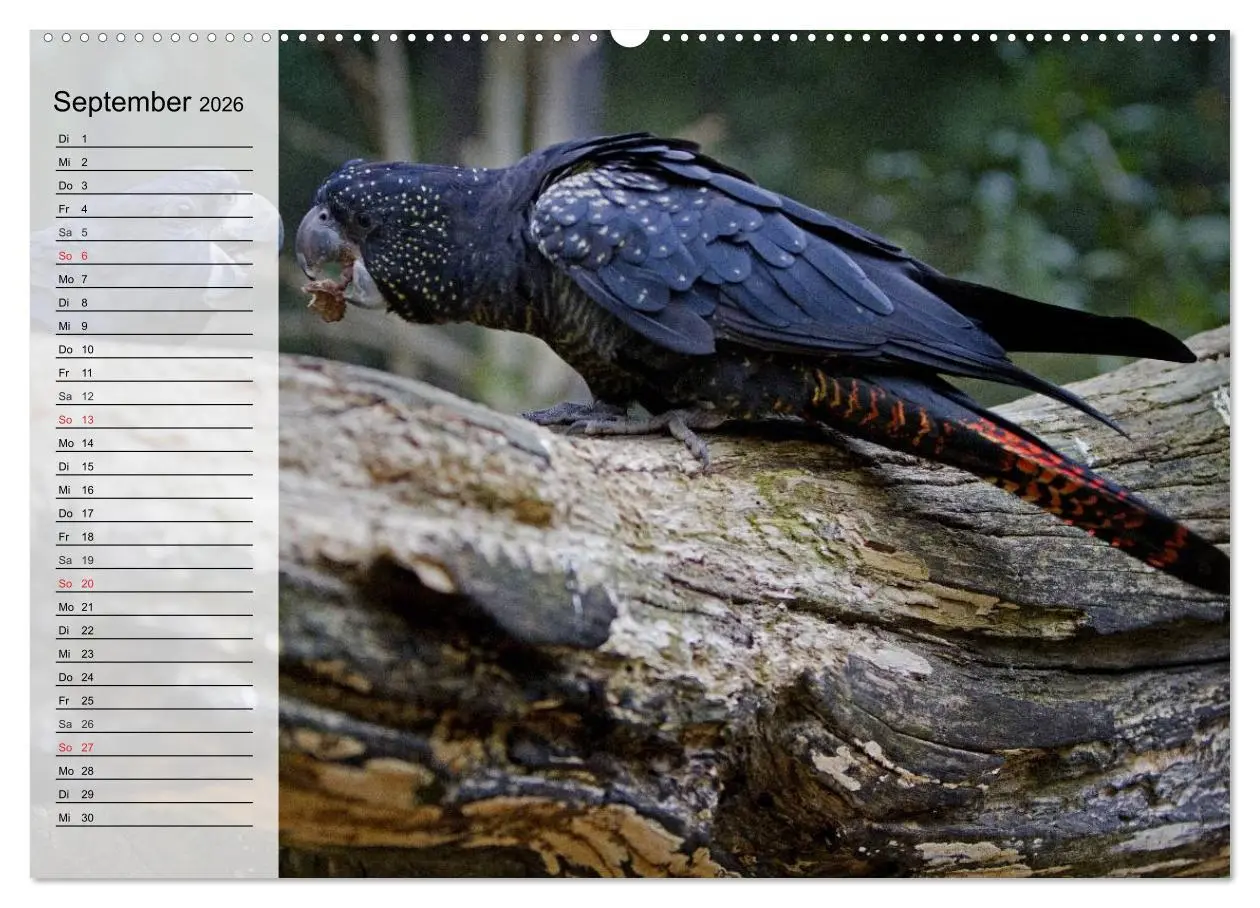 Bild: 9783457998526 | Papageien. Bunt, laut und klug (hochwertiger Premium Wandkalender...