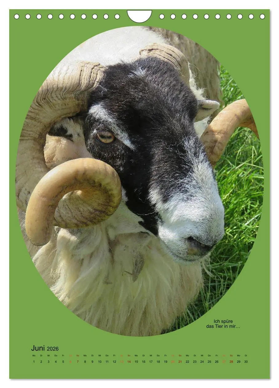 Bild: 9783516398526 | Scharfe Portraits (Wandkalender 2026 DIN A4 hoch), CALVENDO...