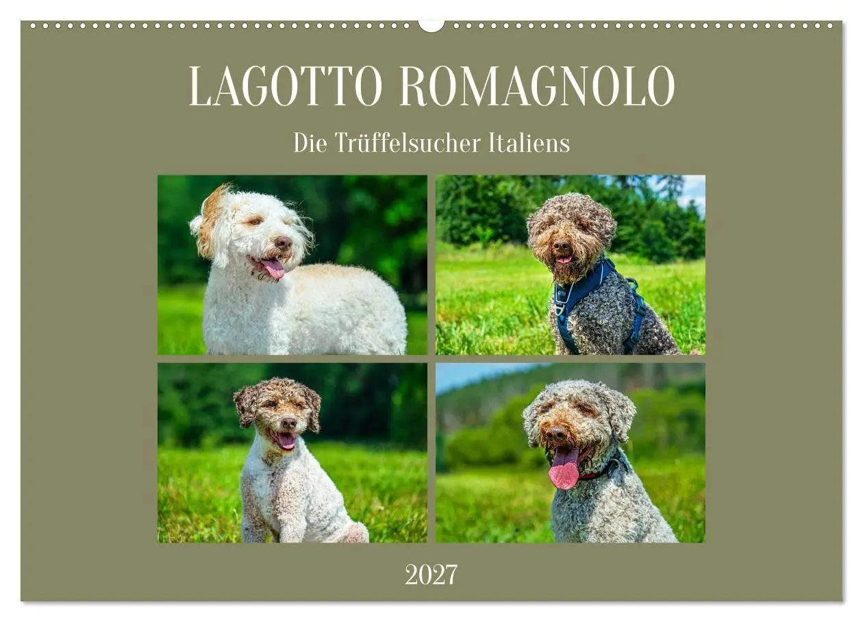 Cover: 9783594378526 | Lagotto Romagnolo - die Trüffelsucher Italiens (Wandkalender 2027...