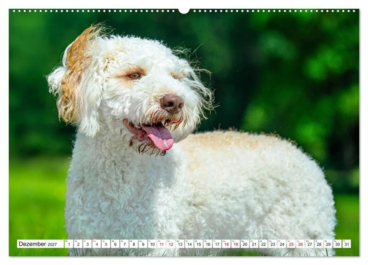 Bild: 9783594378526 | Lagotto Romagnolo - die Trüffelsucher Italiens (Wandkalender 2027...