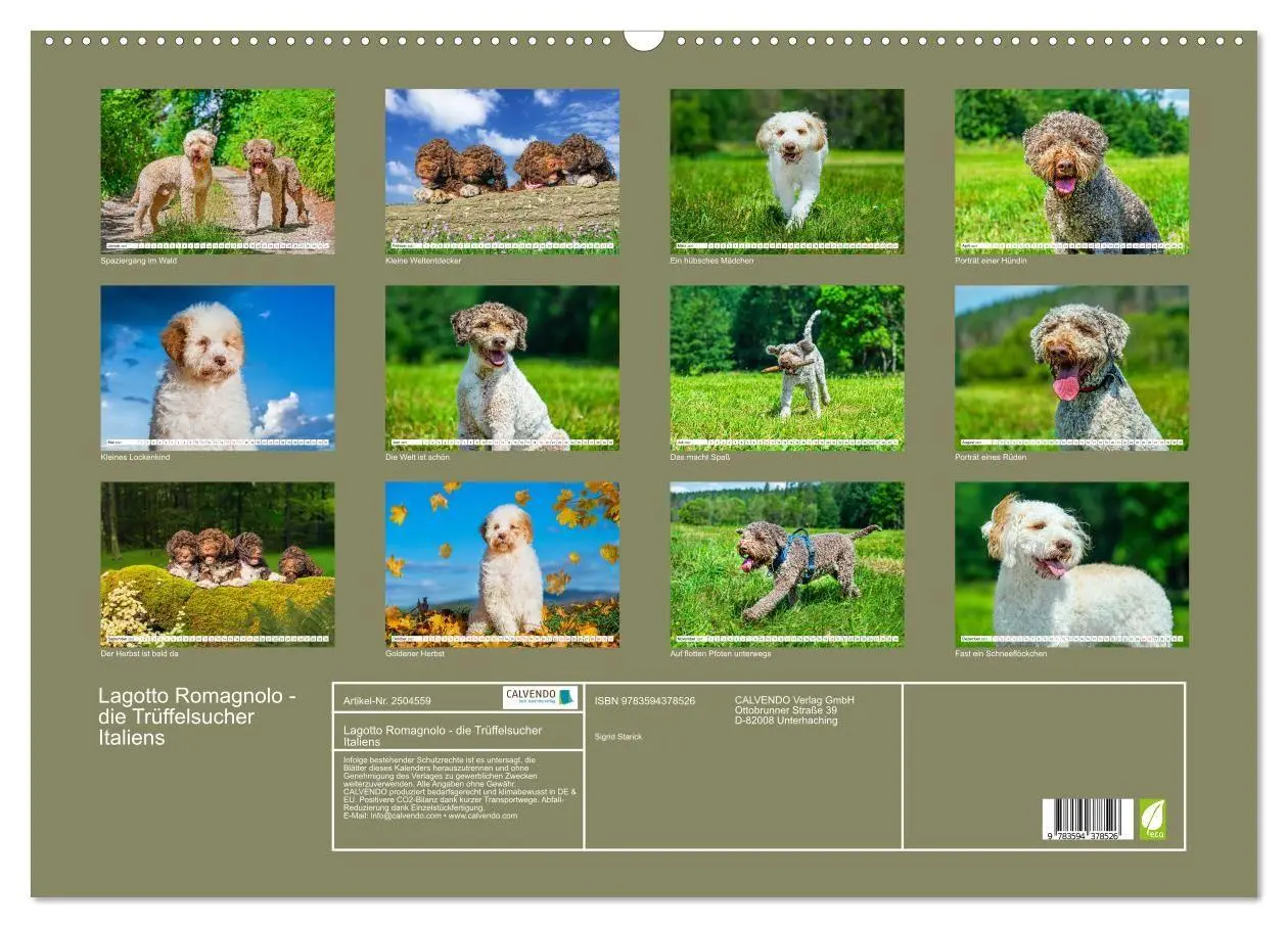 Bild: 9783594378526 | Lagotto Romagnolo - die Trüffelsucher Italiens (Wandkalender 2027...