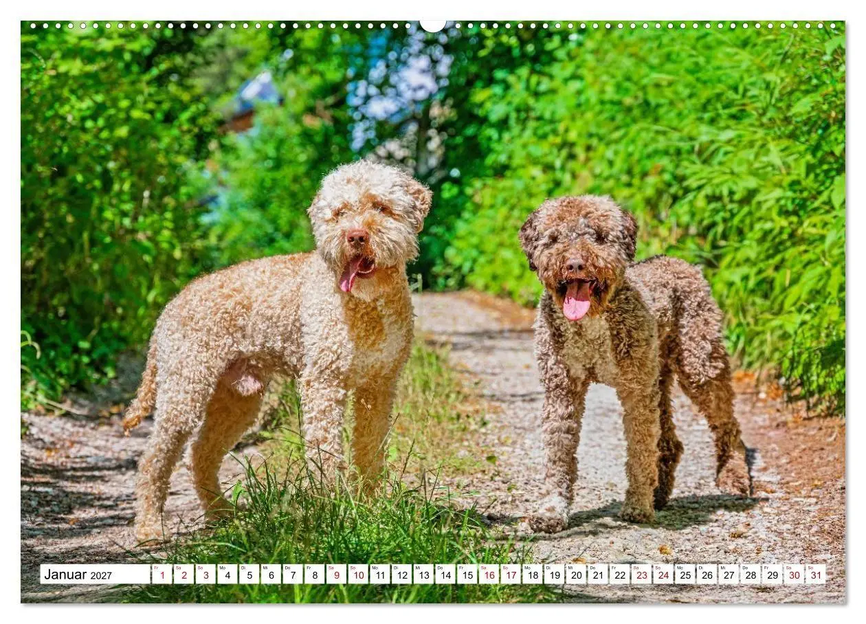 Bild: 9783594378526 | Lagotto Romagnolo - die Trüffelsucher Italiens (Wandkalender 2027...