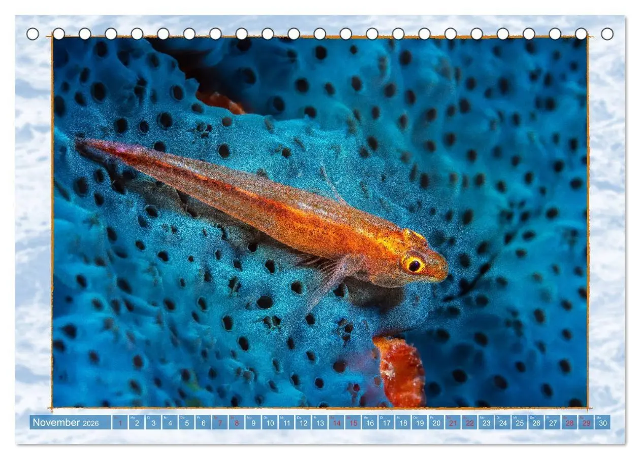 Bild: 9783457748626 | Farbenpracht unter Wasser (Tischkalender 2026 DIN A5 quer),...