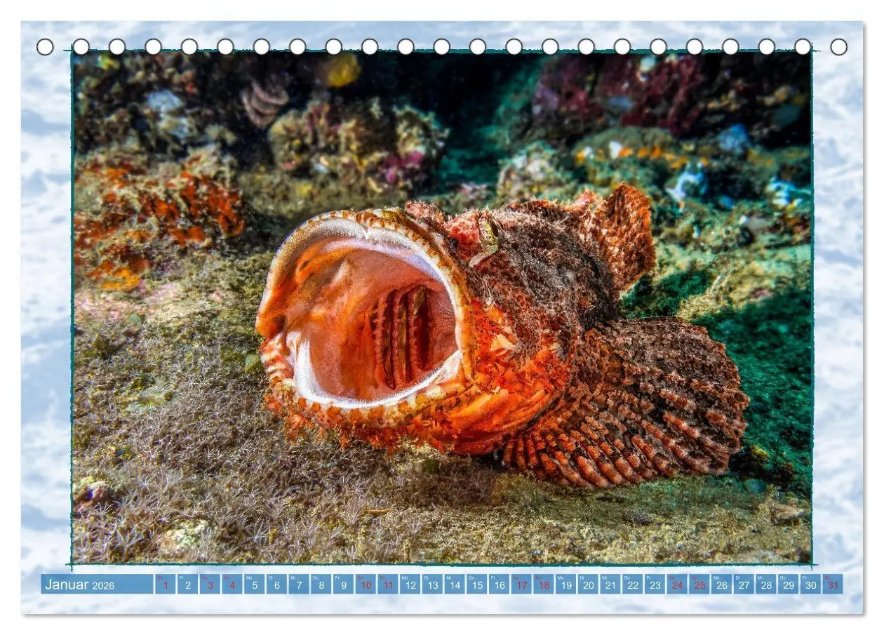 Bild: 9783457748626 | Farbenpracht unter Wasser (Tischkalender 2026 DIN A5 quer),...