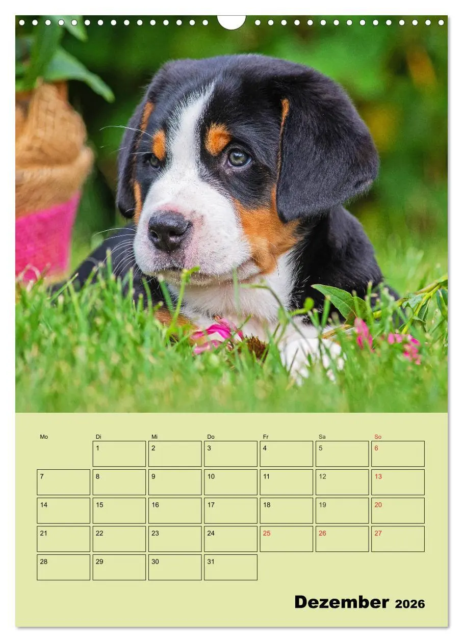 Bild: 9783516388626 | Familienplaner Großer Schweizer Sennenhund (Wandkalender 2026 DIN...