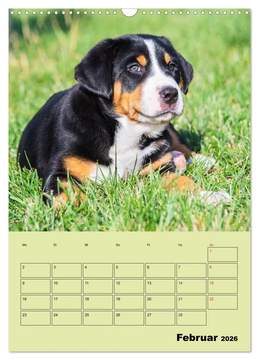 Bild: 9783516388626 | Familienplaner Großer Schweizer Sennenhund (Wandkalender 2026 DIN...