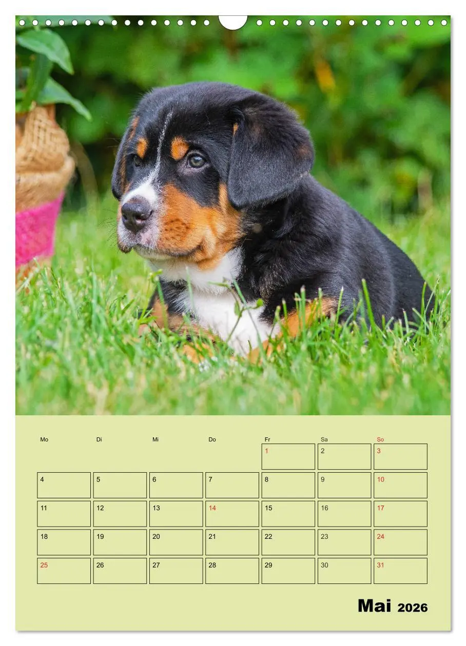 Bild: 9783516388626 | Familienplaner Großer Schweizer Sennenhund (Wandkalender 2026 DIN...