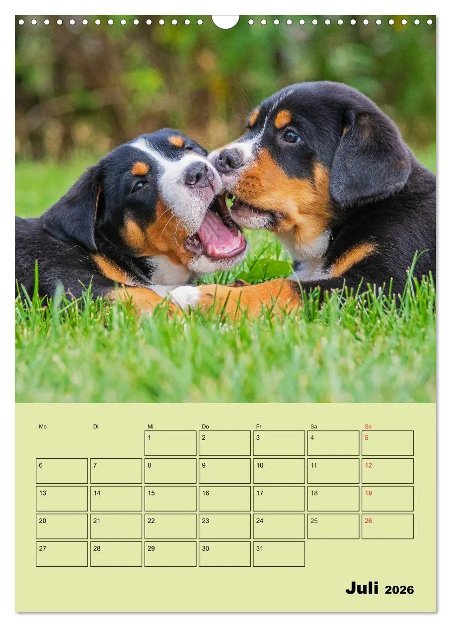 Bild: 9783516388626 | Familienplaner Großer Schweizer Sennenhund (Wandkalender 2026 DIN...