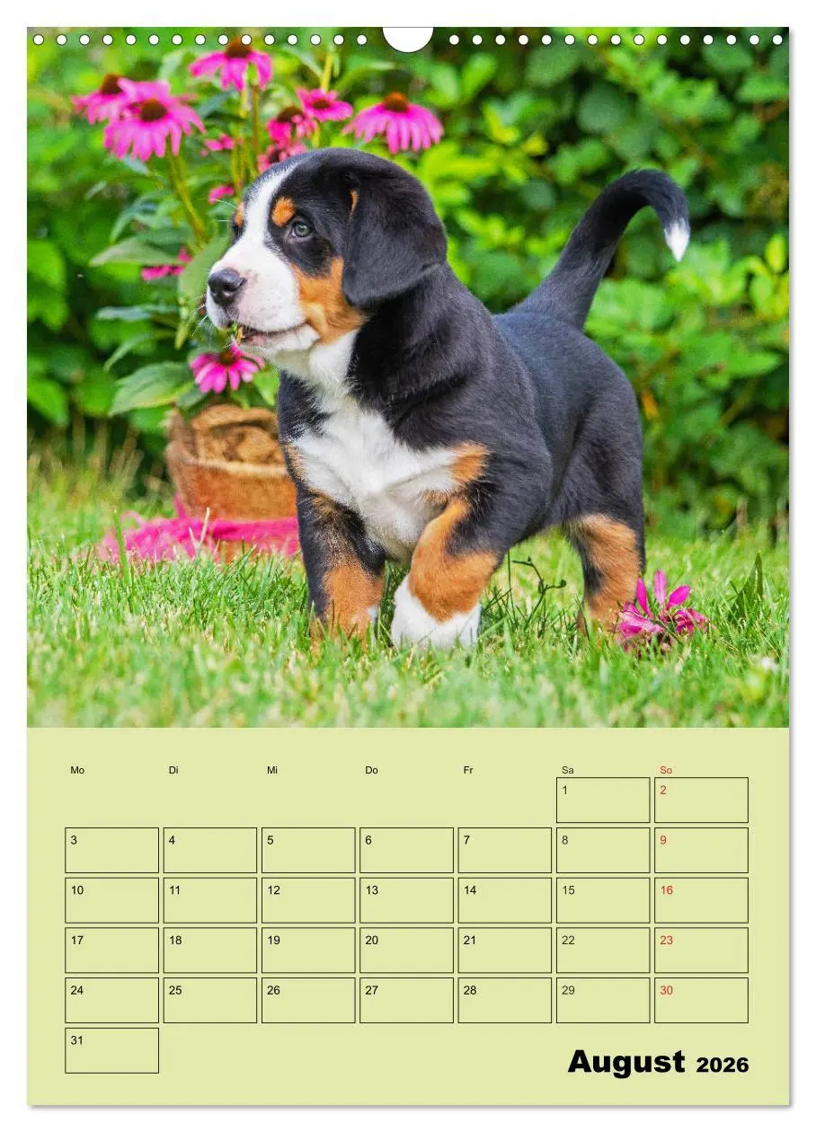 Bild: 9783516388626 | Familienplaner Großer Schweizer Sennenhund (Wandkalender 2026 DIN...