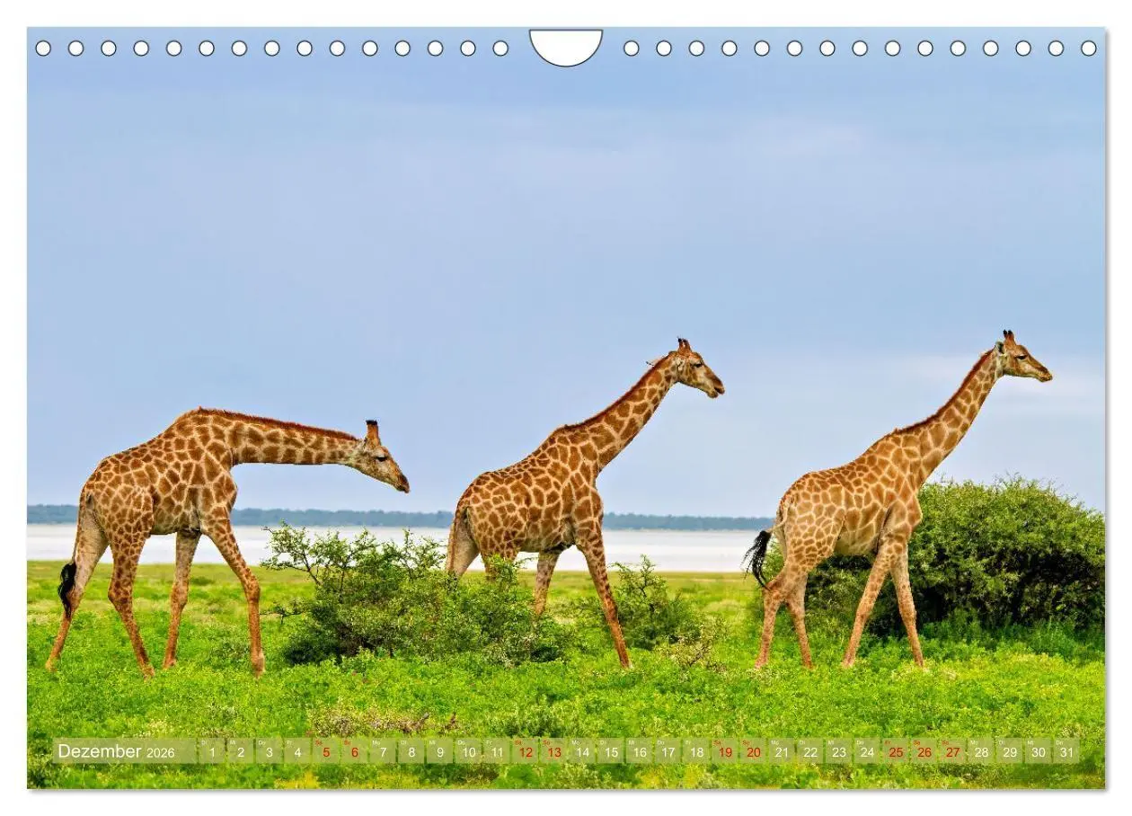 Bild: 9783516698626 | Namibias faszinierende Tierwelt (Wandkalender 2026 DIN A4 quer),...