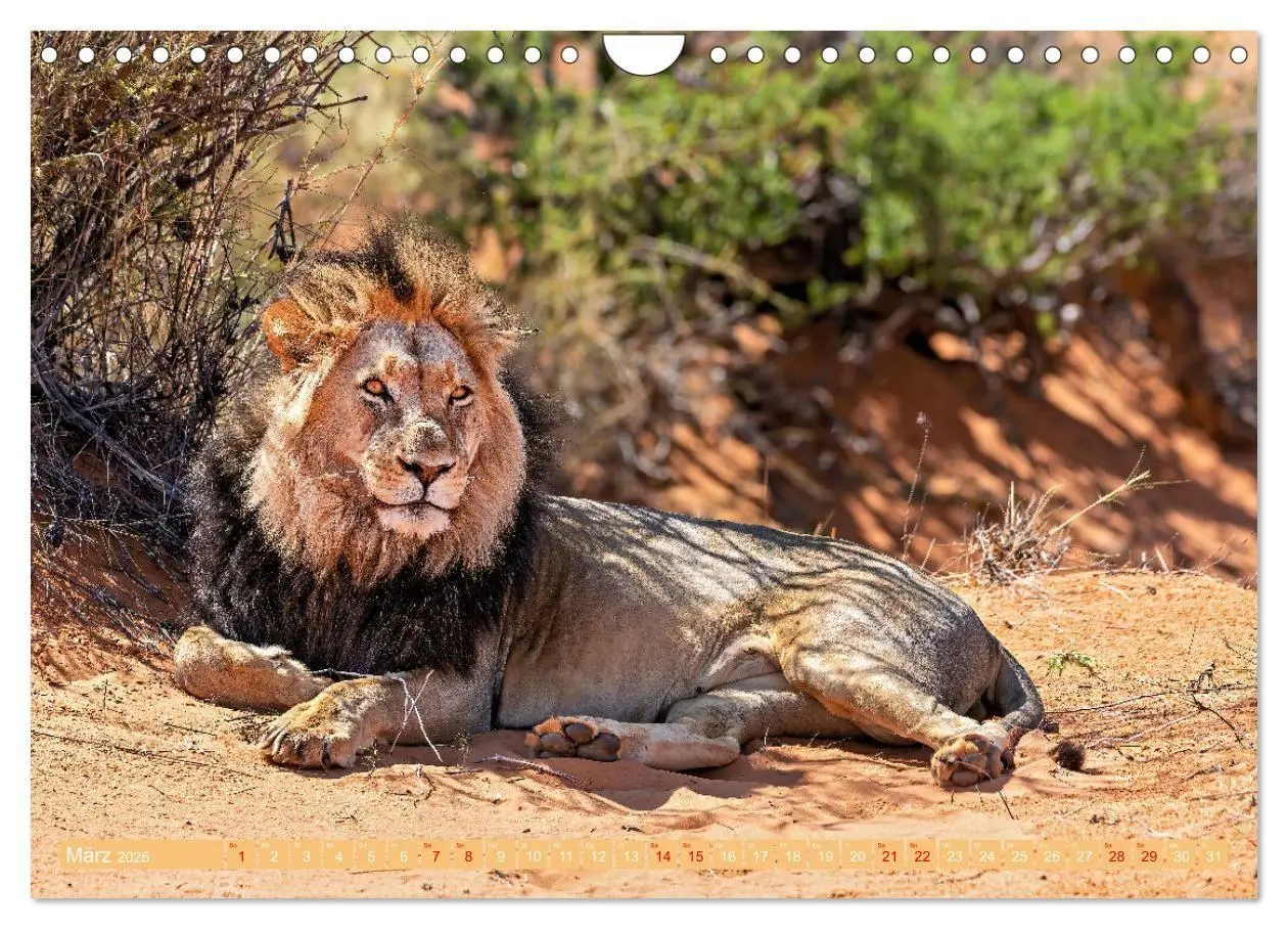 Bild: 9783516698626 | Namibias faszinierende Tierwelt (Wandkalender 2026 DIN A4 quer),...