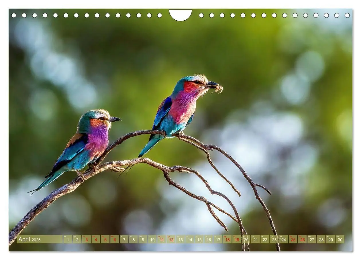 Bild: 9783516698626 | Namibias faszinierende Tierwelt (Wandkalender 2026 DIN A4 quer),...