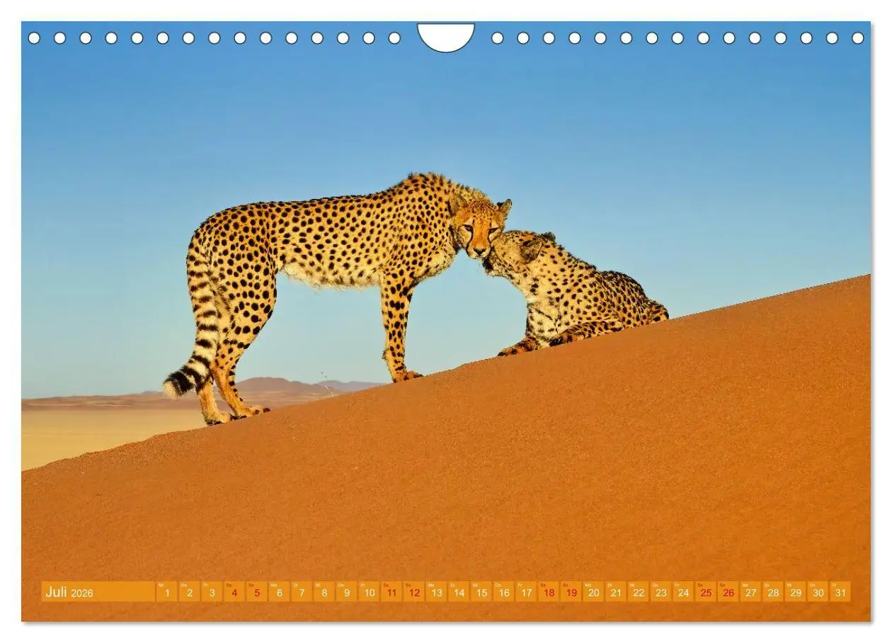 Bild: 9783516698626 | Namibias faszinierende Tierwelt (Wandkalender 2026 DIN A4 quer),...