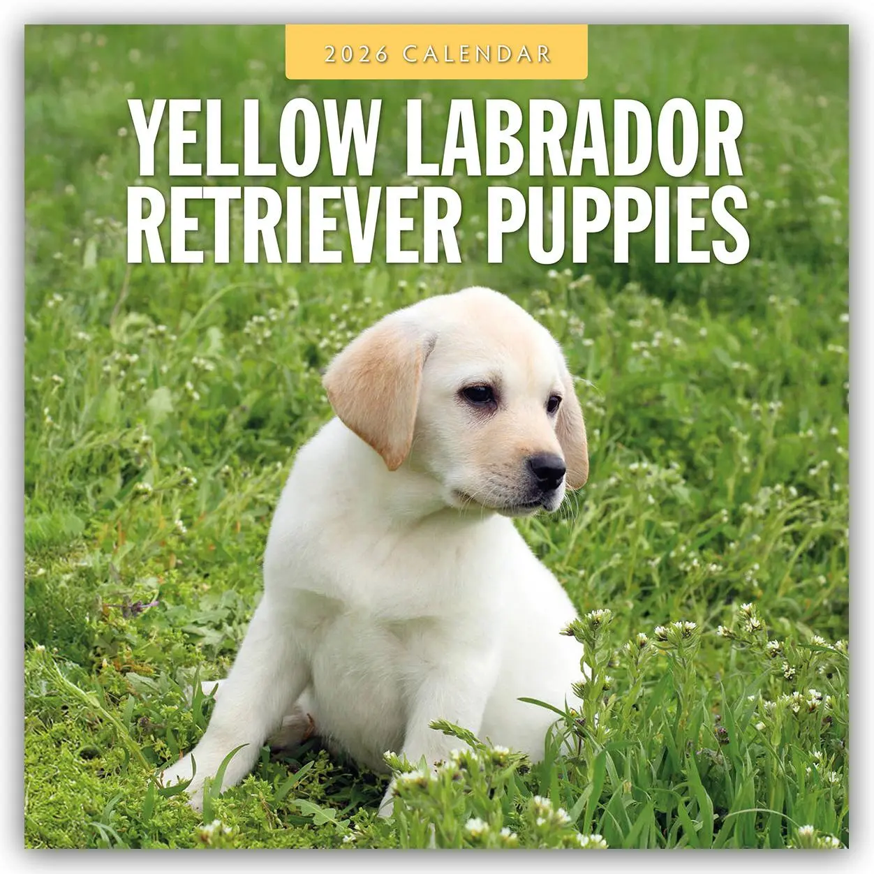 Cover: 9781804428726 | Yellow Labrador Retriever Puppies 2026 Square Wall Calendar | Robin