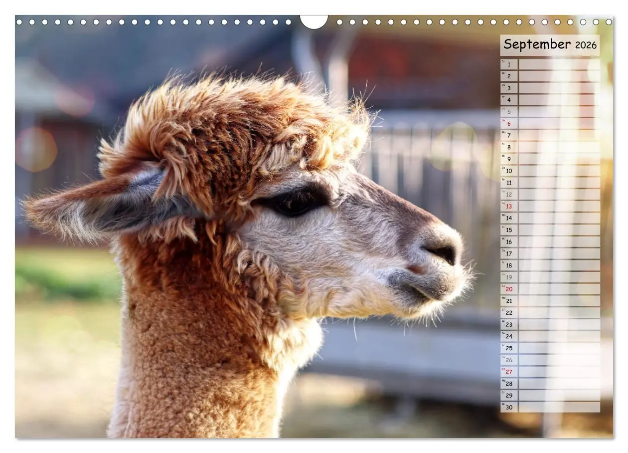 Bild: 9783457598726 | Alpaka, coole Typen mit wilden Frisuren (Wandkalender 2026 DIN A3...