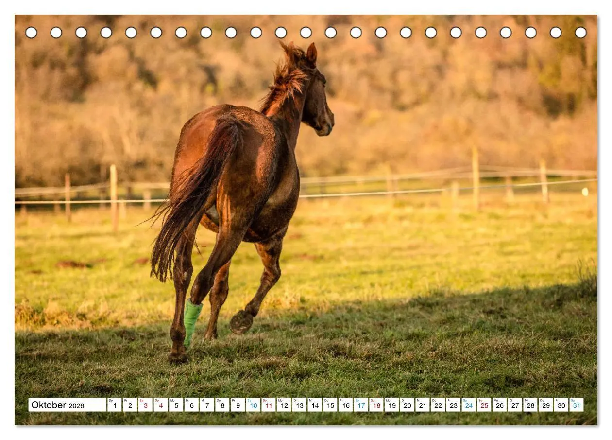 Bild: 9783457738726 | Durch das Jahr mit der Trakehner-Stute Fleur (Tischkalender 2026...
