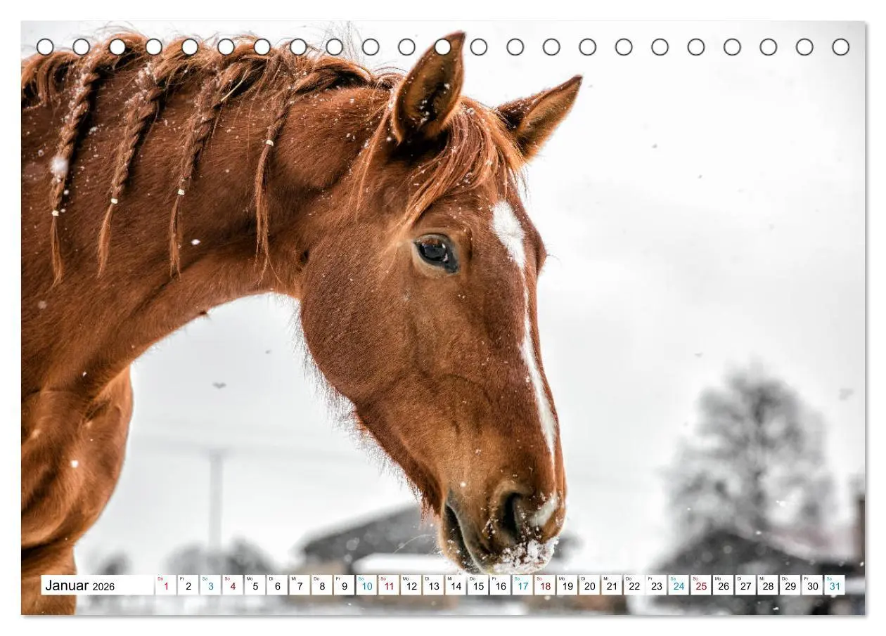 Bild: 9783457738726 | Durch das Jahr mit der Trakehner-Stute Fleur (Tischkalender 2026...