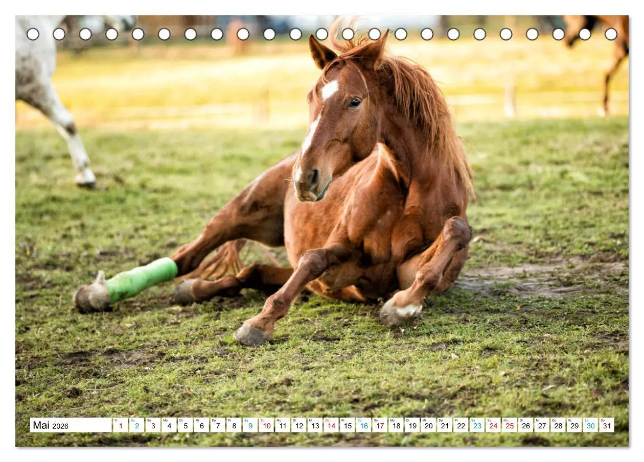 Bild: 9783457738726 | Durch das Jahr mit der Trakehner-Stute Fleur (Tischkalender 2026...
