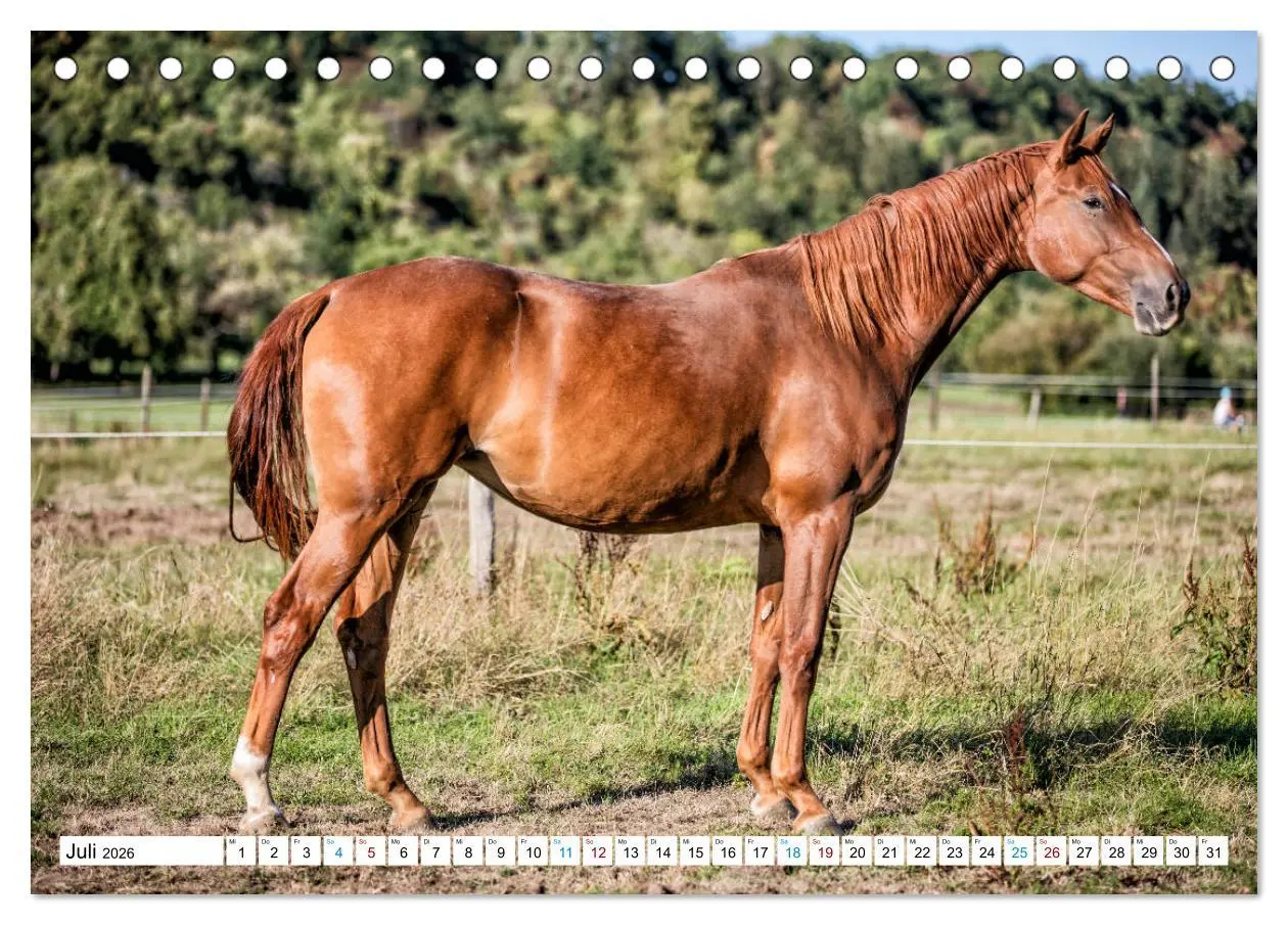 Bild: 9783457738726 | Durch das Jahr mit der Trakehner-Stute Fleur (Tischkalender 2026...